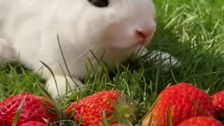 Cute Rabbit loves Strawberrys