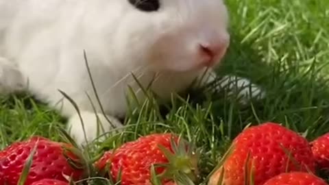 Cute Rabbit loves Strawberrys