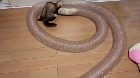 Little ferrets know how to have fun😆😆