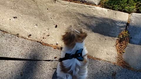 Shihtzu puppy first time going outsidet😍🥰🐩
