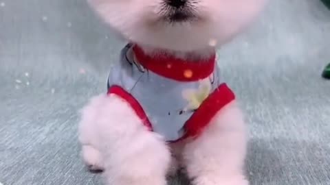 cutepet puppy i like it