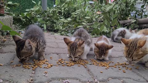 Crowded and very cute cat family