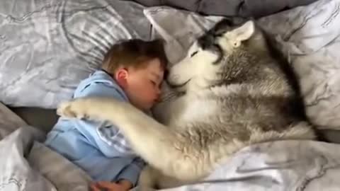 A huskys love for this little boy
