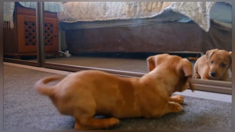 Funny baby dog playing with mirror