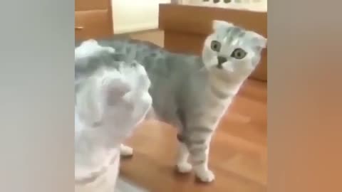 Cute and funny cats