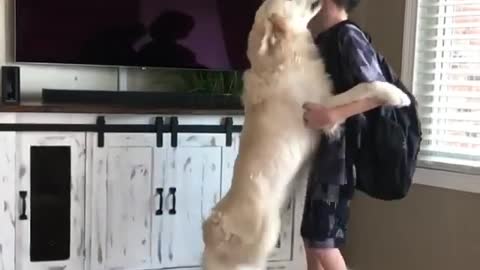 Dog Viral Video Lovely Boy watch video