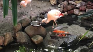 Flamingos Feed Fish