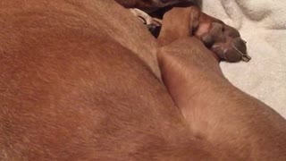 Brown dog on white blanket barks in sleep nightmare
