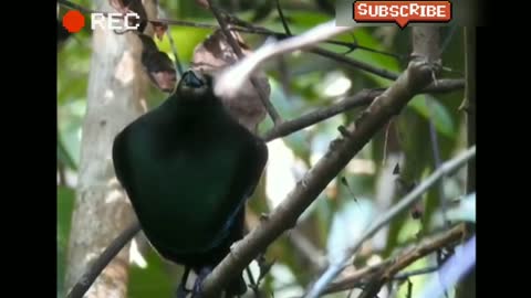 Magnificent Bird of Paradise