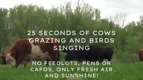 Cows Grazing On Pasture - No Feedlot - No Pens - No CAFO