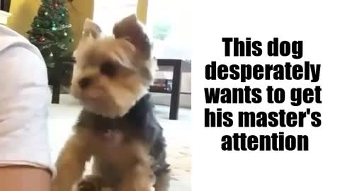 This dog desperately wants to get his master's attention