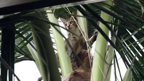 A domestic cat hunting food on top of a coconut tree