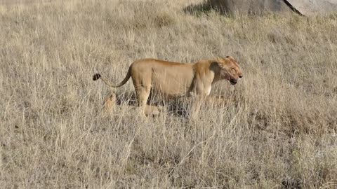 lioness behaviour towards her children