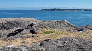 Crows on Cattle Point