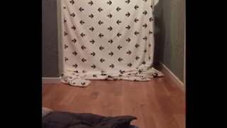 What the fluff challenge dog appears from behind blanket