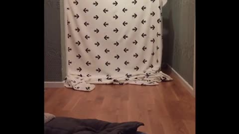 What the fluff challenge dog appears from behind blanket