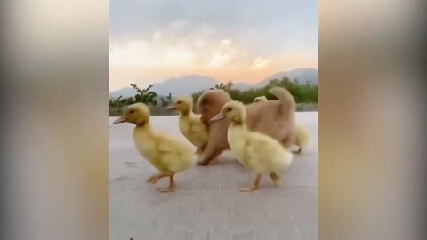 A Cute Puppy Became The Boss Of Five Ducklings 🥰