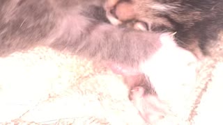 Newborn Farm Kittens