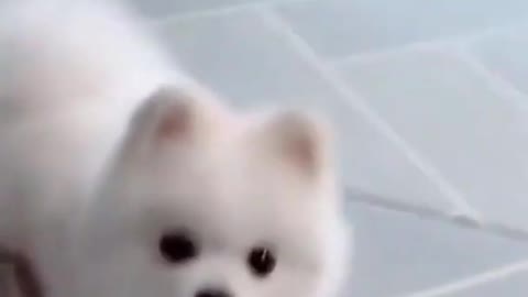 Cute baby dog dancing