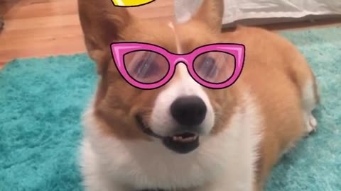 MSQRD Face Making Challenge w/ Corgi