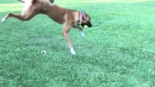 Slowmo brown dog jumps backward twists to catch tennis ball