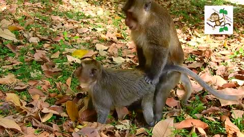 Honey vs stronger monkey mating