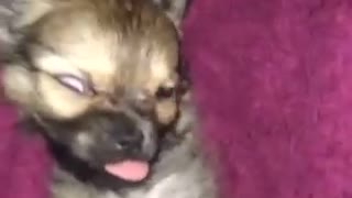 Dog making weird face asleep then waking up