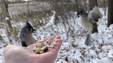 Hand-Feeding Birds in Slow Motion - The Tufted Titmouse.