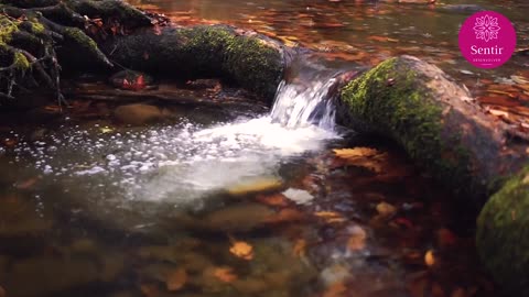 Relaxing sound of a stream with rain.