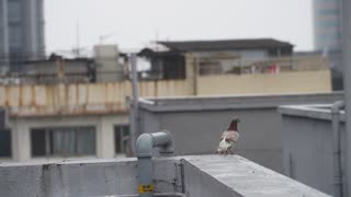 Female Pigeon Taking off From High House Roof