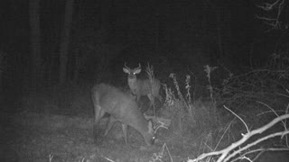 Large 7 point buck feeding while 8 point patiently waits his turn