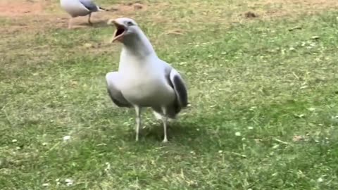 The Troublemakers of the Animal Kingdom: Mischief Makers with Noisy Mouths and Busy Hands