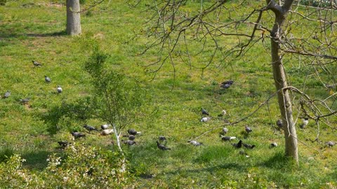 Doves, nature and just doves