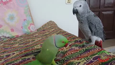 Indian Ringneck Great African Grey Parrot.