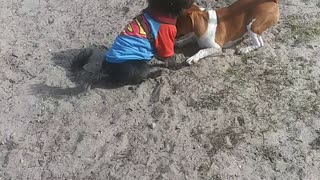 Lucky Dog at Doggy Park in Deland Fl