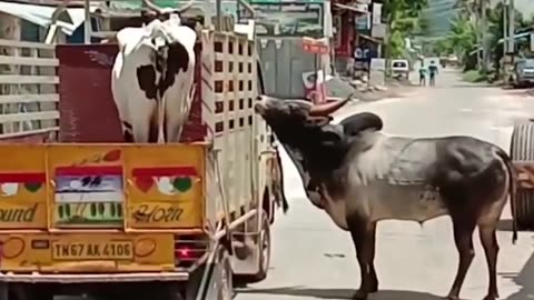 Bull chases truck save to cow he loves