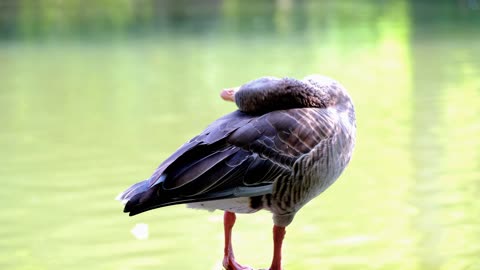 goose bird greylag goose animal poultry nature feather water bird water