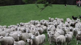 babbling on sheep