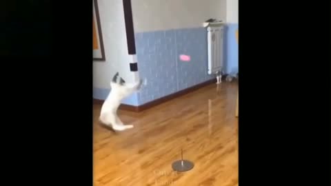 Cute cat jumping and playing