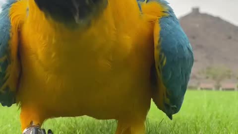 A parrot roaming in the field on green grass