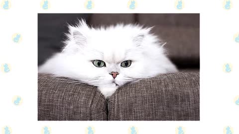 Cats 101 _ Best Cat Breeds for Cuddling