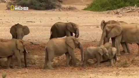 3:12 Life of Elephants [National Geographic Documentary HD 2017]