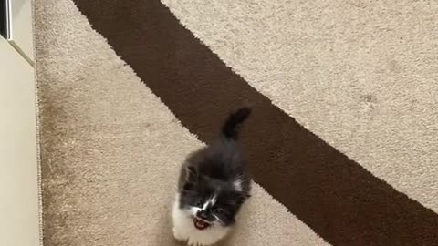 Cute cat with short legs