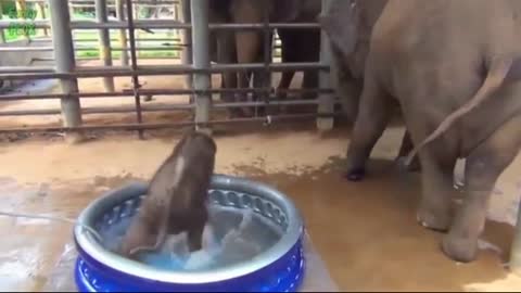 Most funny and cute babe Elephent videos compilation