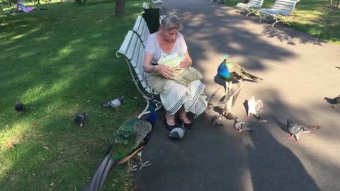 Women Feeding Peacock