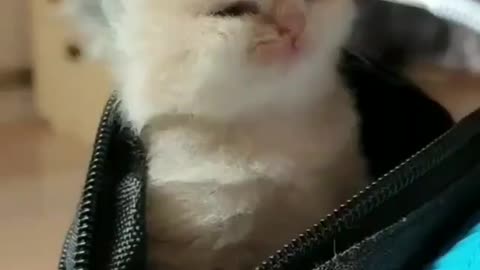 This cute little kitten wakes up from a zipper pouch after taking his nap..