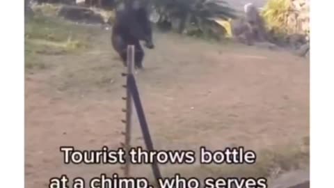 Messing with a Chimpanzee goes Wrong #funnyanimals