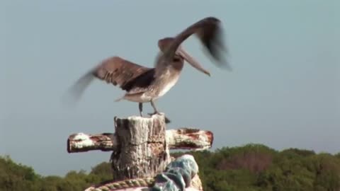 5 Minutes Free Footage - Nature - Beautiful Bird