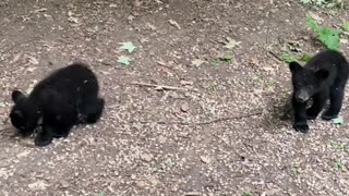 Mama Bear Talks to Her Tiny Cubs