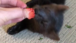 Buddy the Sable Punishes the Strawberry for not Being Tasty